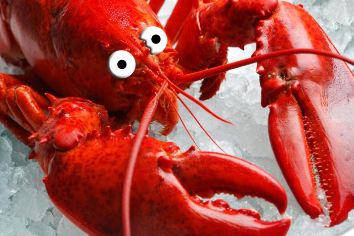 Vous préparez du homard, mais il est encore en vie